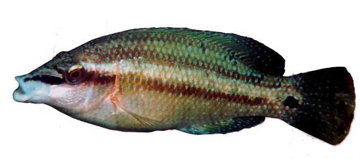 Symphodus tinca_00002